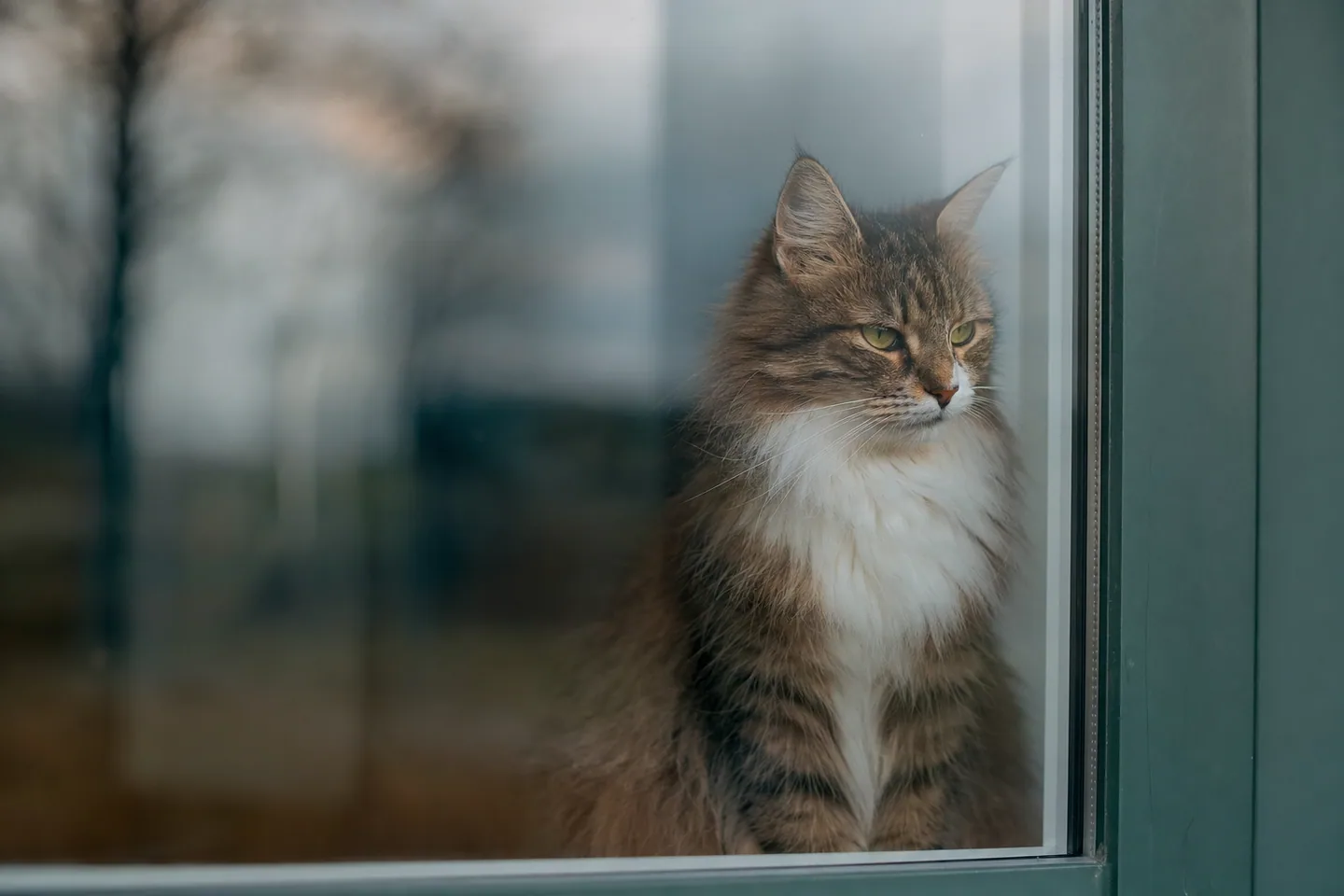 Chat assis derrière une vitre légèrement floue, idée de limites