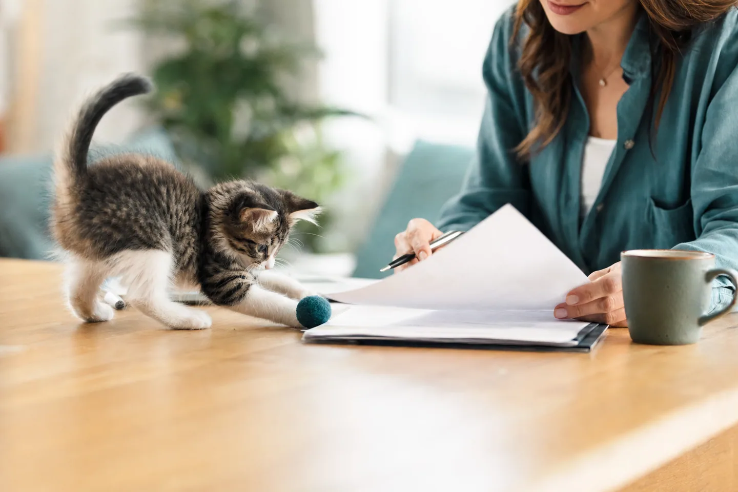 Chaton jouant près d’une personne examinant des documents, ambiance optimiste