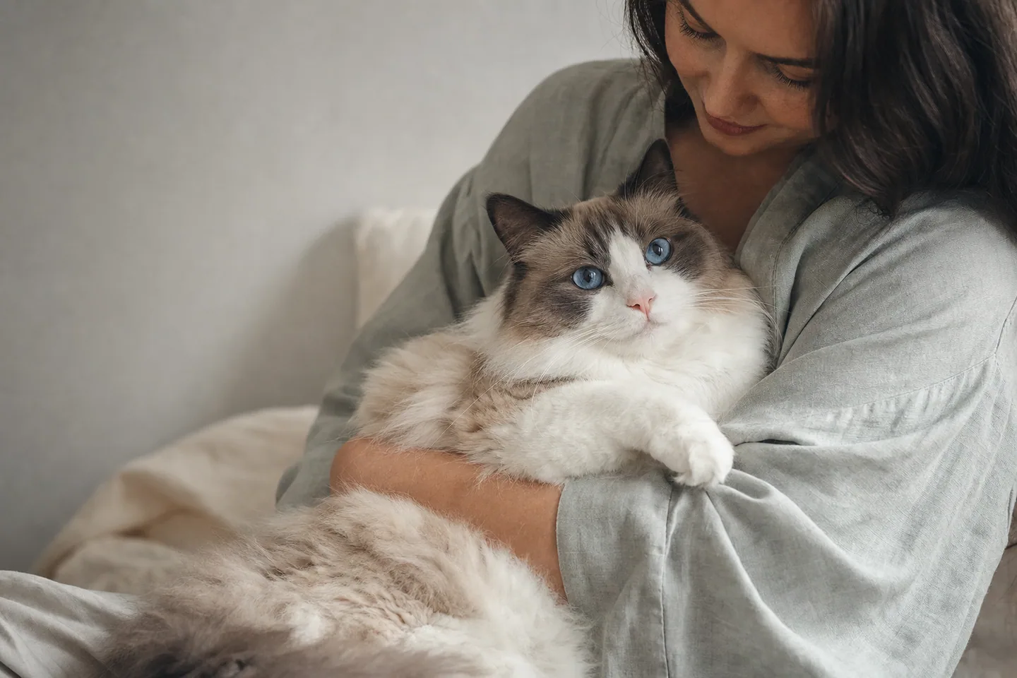 Grand Ragdoll placide aux yeux bleus et au poil soyeux détendu dans des bras