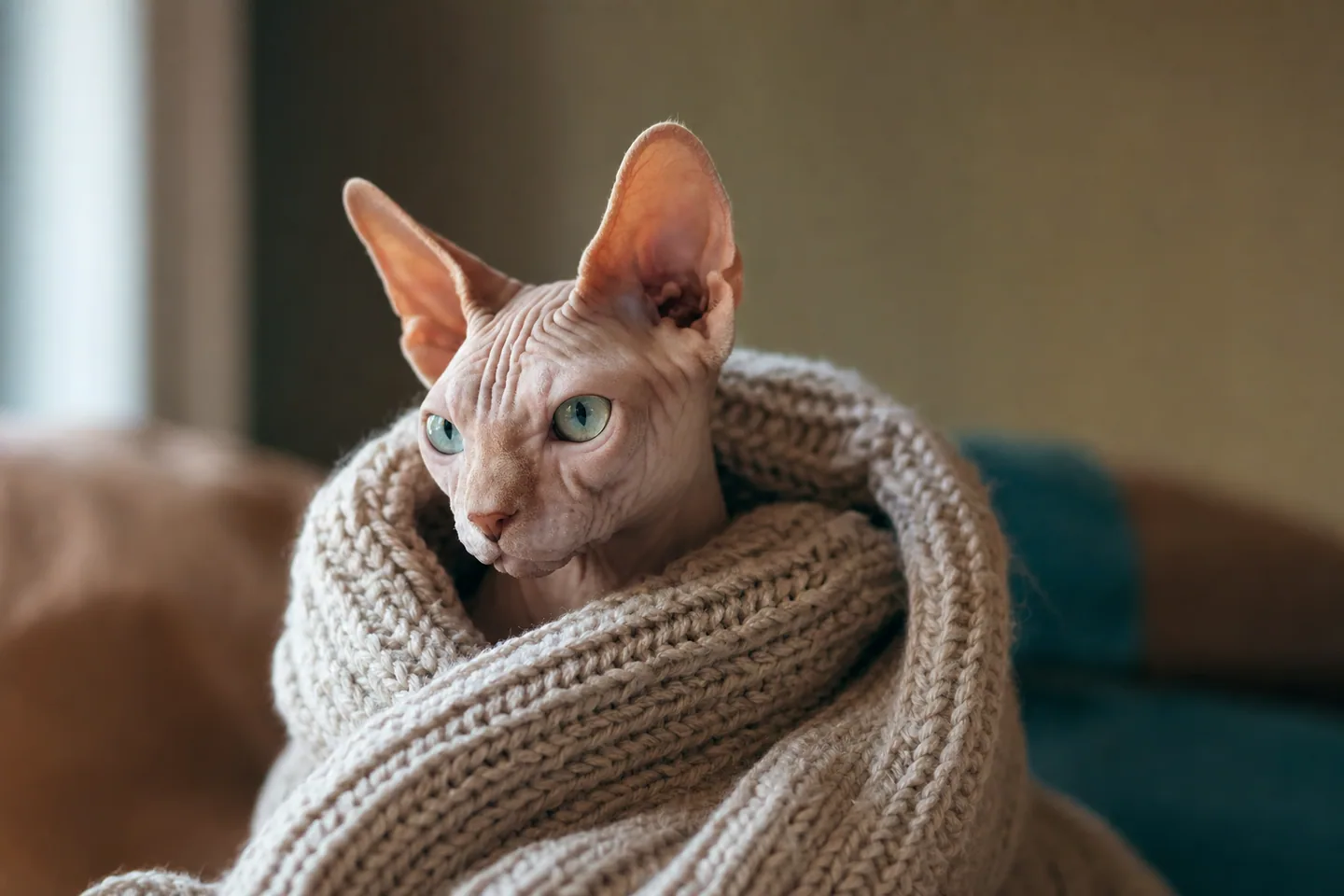 Chat Sphynx sans poils enveloppé dans une couverture tricotée douce