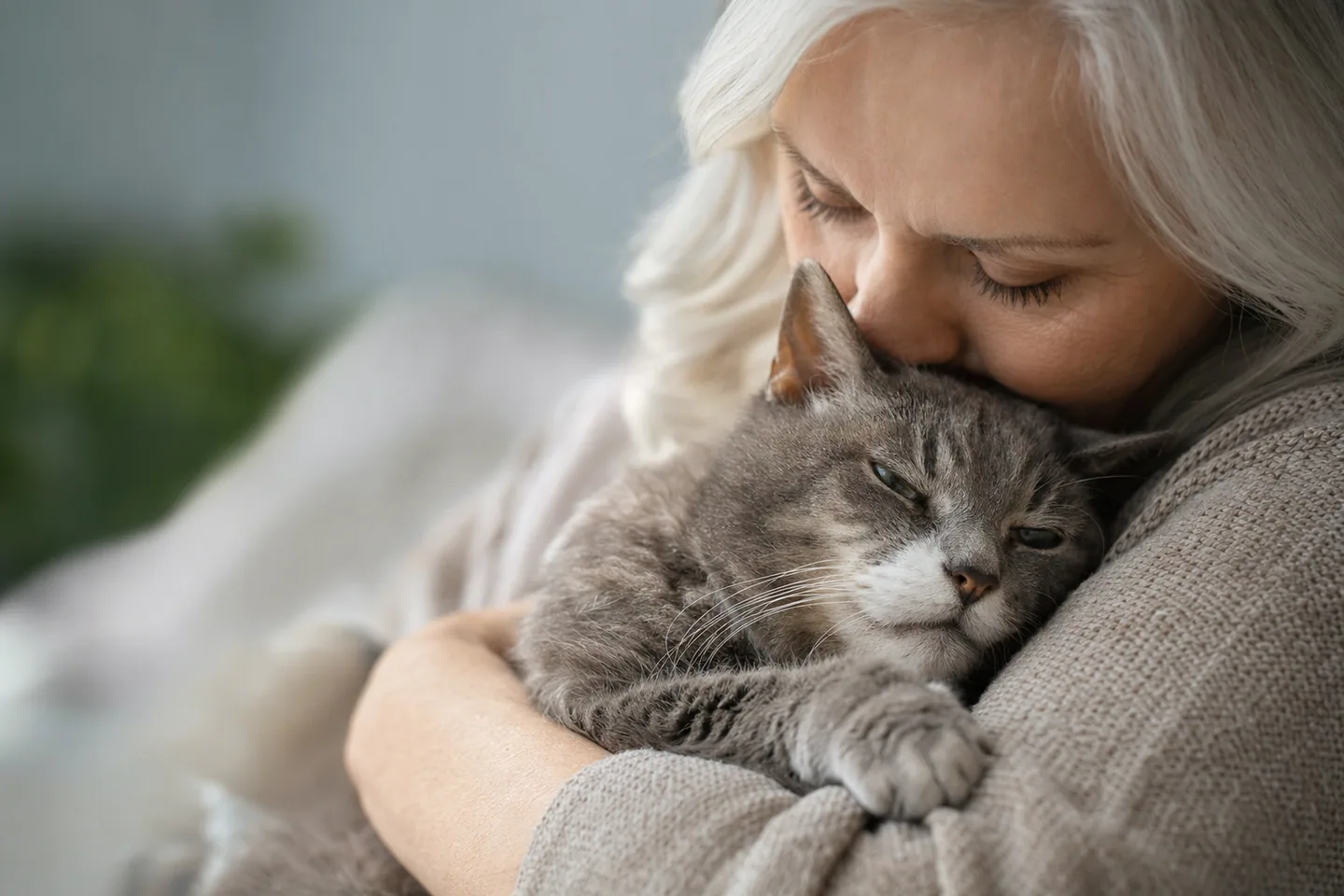 Chat âgé reposant paisiblement dans des bras aimants, ambiance tendre et protectrice